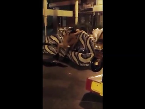 Couple Caught Fucking In The Streets