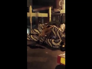 Couple Caught Fucking In The Streets